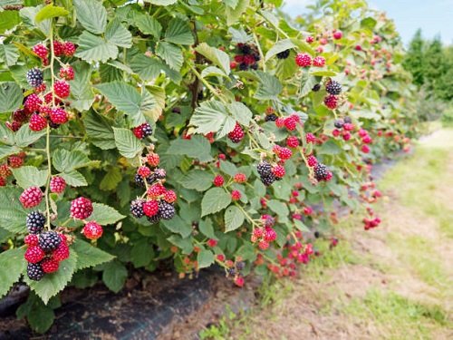 Types of Wild Berries to eat