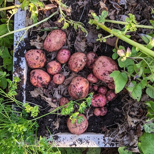 red gold potato in garden 
