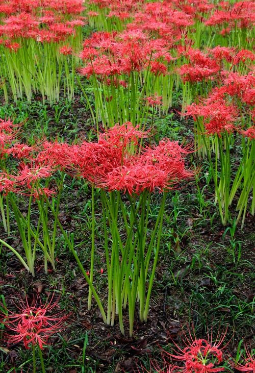 Requirements for Growing Red Spider Lily