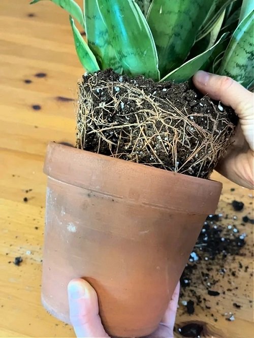 root system in healthy Snake Plant