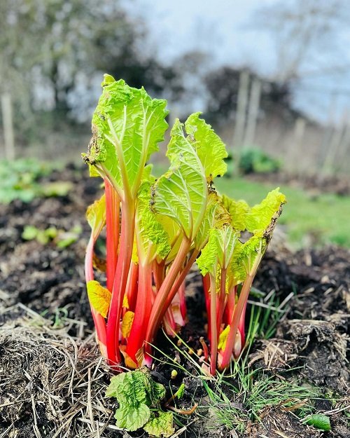 Rhuberb vegetable in red colour 