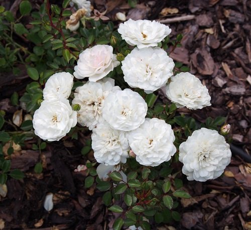 42 Best White Garden Roses Varieties 21