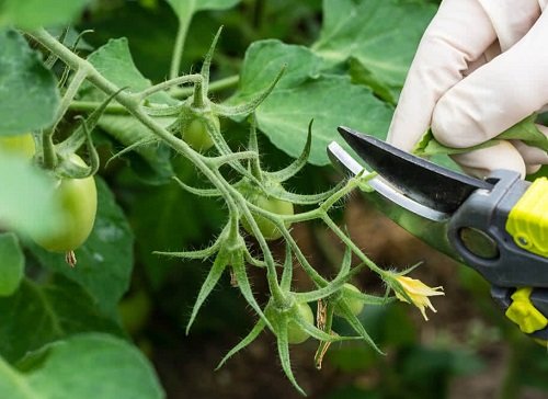 Pro Tips on Pruning Tomato Plants for Bumper Harvest 10