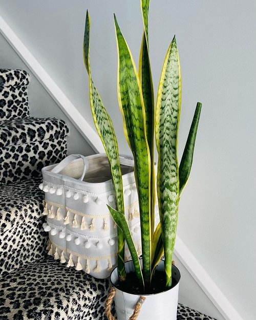 Are Snake Plants Toxic to Dogs 1