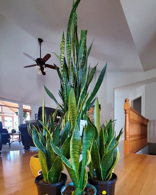 How Tall and Quick Snake Plants Can Grow