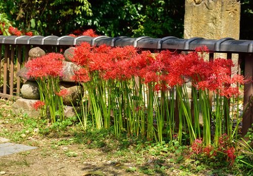 Red Spider Lily Care and Growing Guide