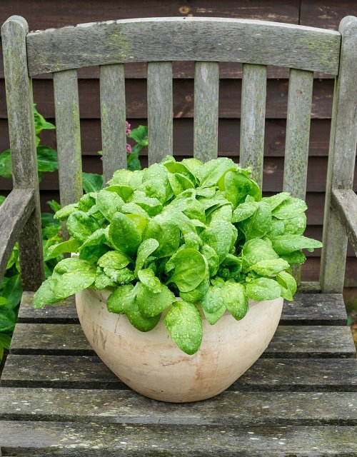 Secrets to Grow Sweetest & Less Bitter Spinach