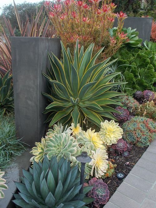 The Best Plants to Have on Your Front Step 