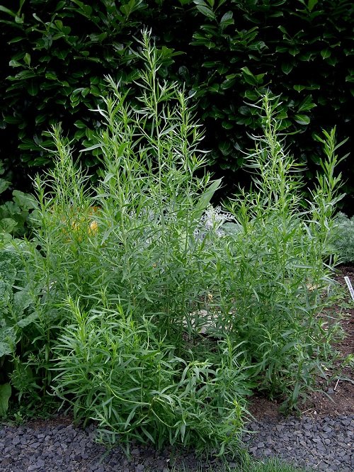 tarragon Herbs that Like Full Sun and Heat
