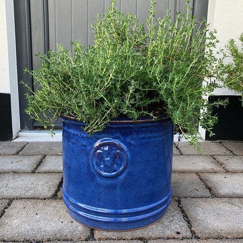 Fast Growing Herbs You Can Grow From Seeds in blue tin can
