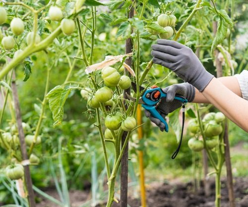Pro Tips on Pruning Tomato Plants for Bumper Harvest 2