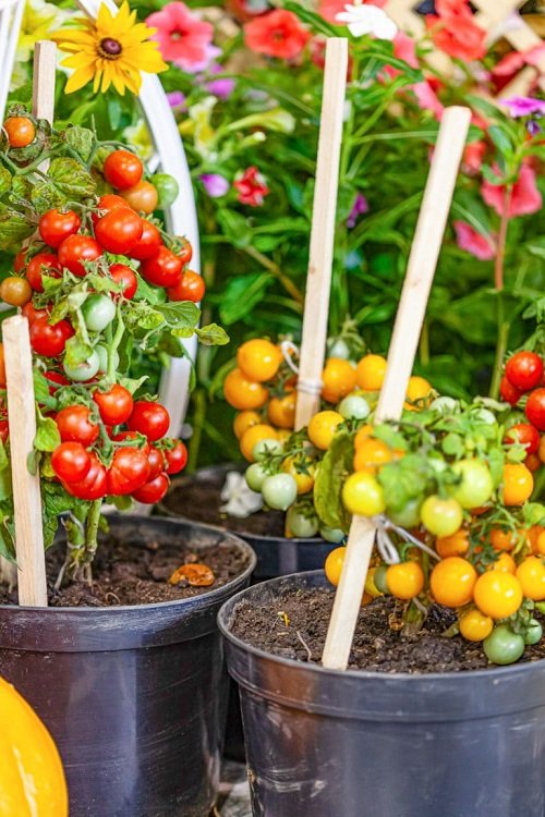 How to Grow Tomatoes from Suckers 10