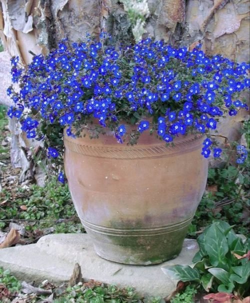 Stunning Blue and Purple Flowers 15