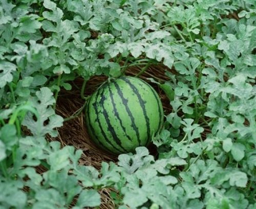 How to Pick a Good Watermelon 2