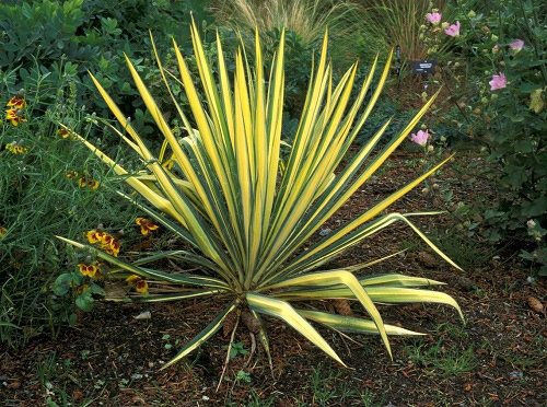 Yucca Plant Types and Varieties 1