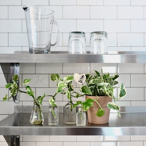  Indoor Plants in Water on Shelf 