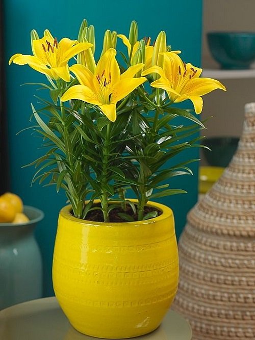 Types of Yellow Lilies 1