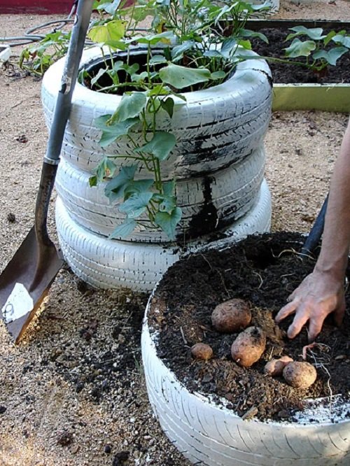 12 DIY Potato Pots to Grow Potatoes Without Digging 5