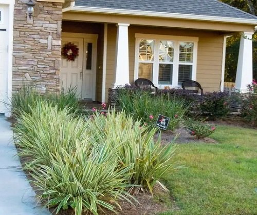Flax Lily Landscaping Ideas 10
