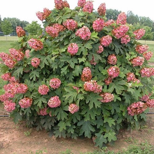 Stunning Oakleaf Hydrangea Varieties 10