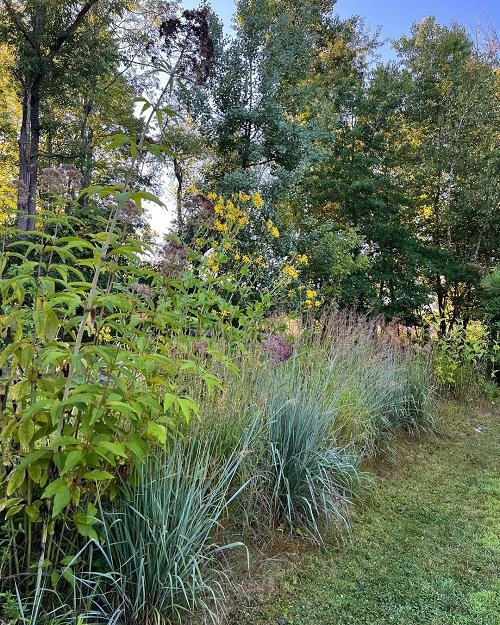 Best Tall Grasses for Privacy 10
