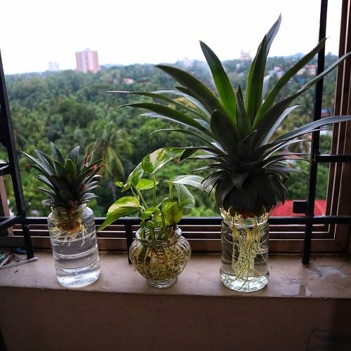  Indoor Plants in Water on windowsill
