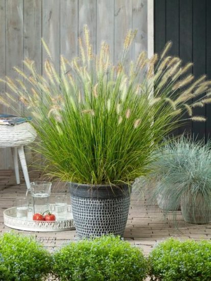 19 Best Types of Fountain Grasses for Containers