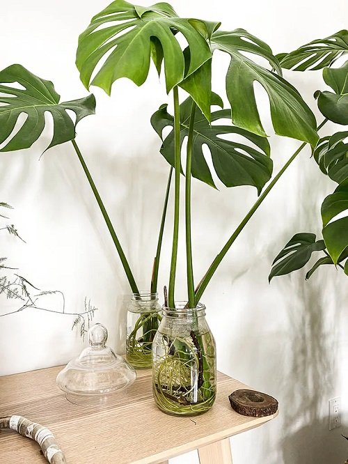 Indoor monstera Plants in a jar 