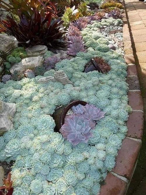 A Pool of Echeverias in the Garden Bed