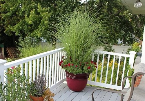 Privacy Grass Planters for Balcony