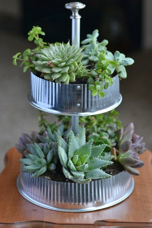Succulents Planted in Kitchen Items Ideas 11