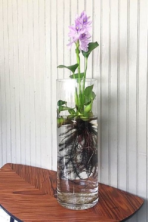 plant in a big jar on table