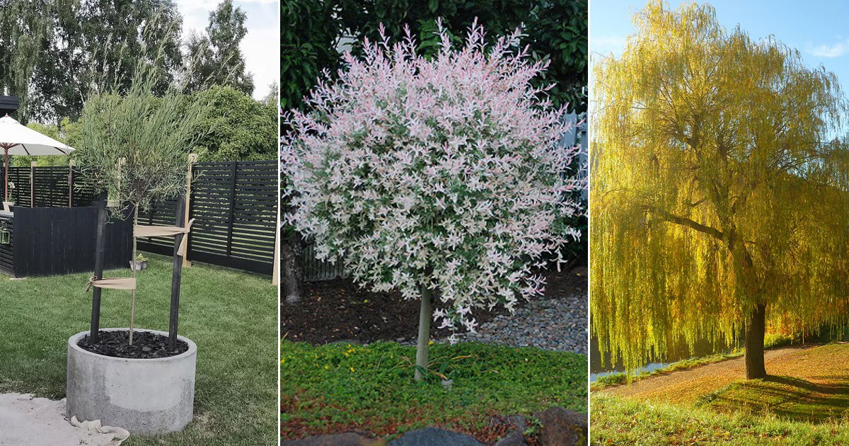 A Pussy Willow Tree Tale - Hyannis Country Garden