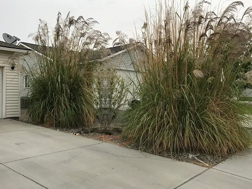 Best Tall Grasses for Privacy 12