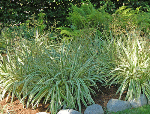 Rock Border with Flax Lilies