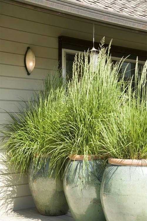 Tall Grass Privacy Ideas You Must Try 13
