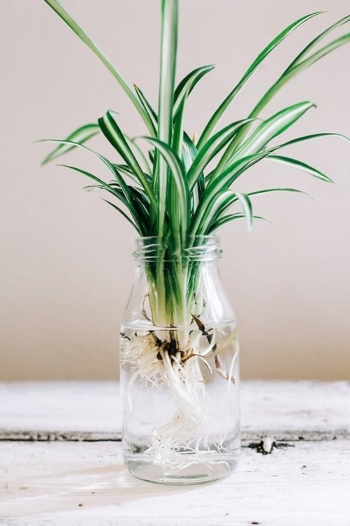 spider plant in bottle 