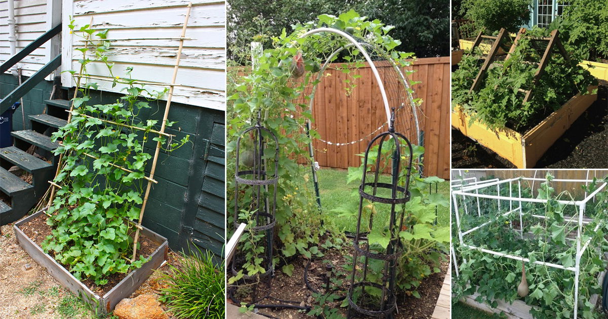 13 DIY Cantaloupe Trellis Ideas | Balcony Garden Web