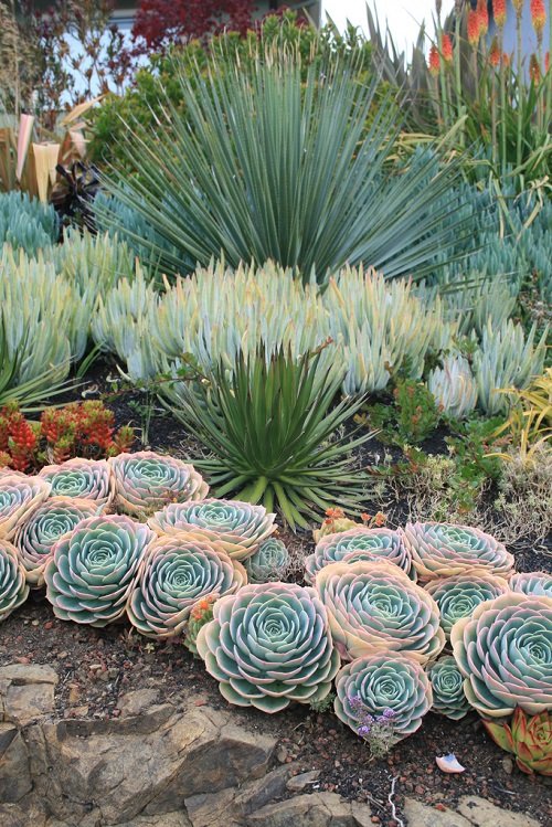  Succulents At the Entrance
