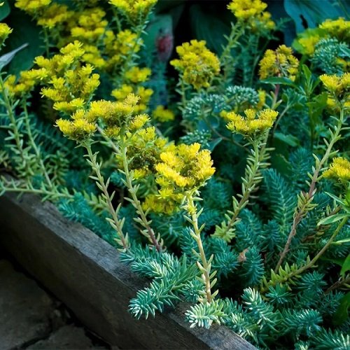 best Yellow-Flowered Succulents
