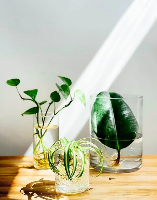 small leafy plants in glass jar on table