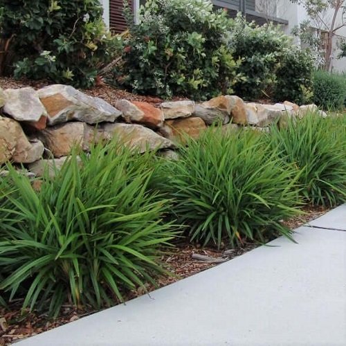Flax Lily Landscaping Ideas 14