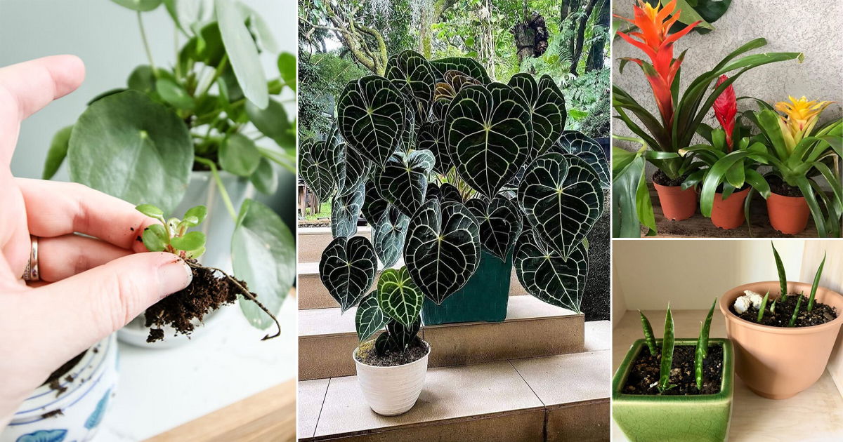 14 Indoor Plants You can Grow from Pups | Balcony Garden Web