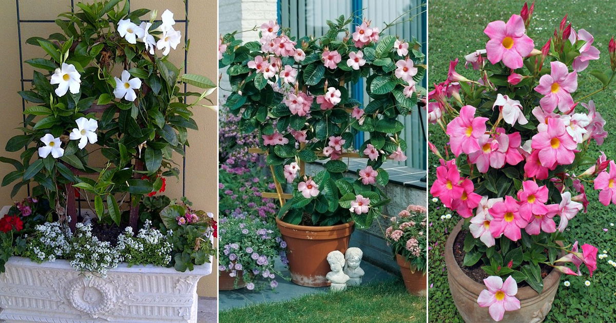 14 Stunning Dipladenia Varieties | Dipladenia vs Mandevilla