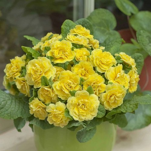 50 Most Beautiful Yellow Perennial Flowers 8