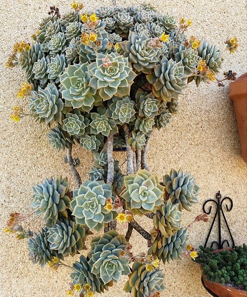 Succulents with Yellow Flowers 13