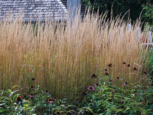 Tall Grass Privacy Ideas You Must Try 15