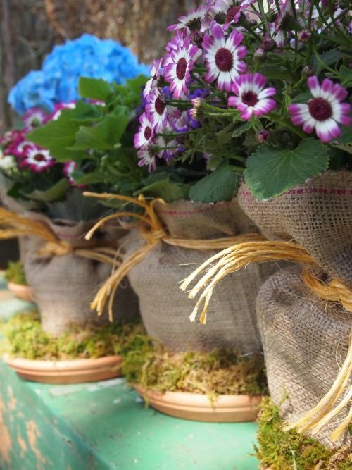 Cineraria in Burlap Planters with Moss