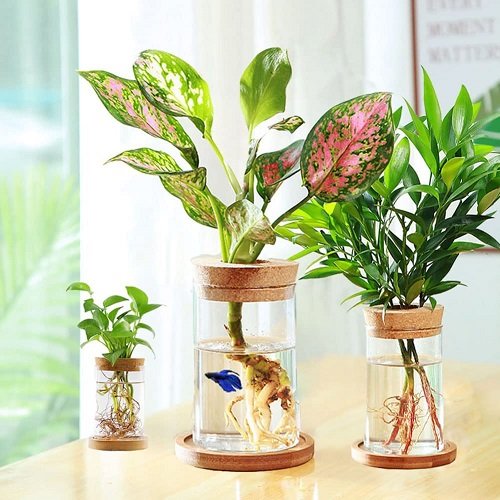 brighten propogating plant in hydrophonic jar 