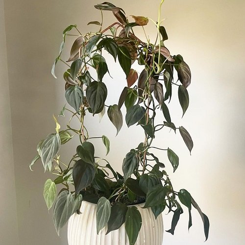 Indoor Plant Support Ideas 9